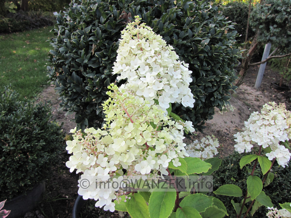 Hydrangea paniculata Pinky Winky 02 Bluete mittel.JPG